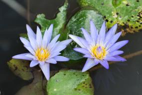 Flower Plant