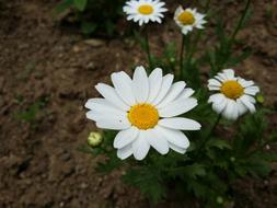 Margaret Flower Flowers