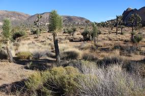 Desert Nature Landscape