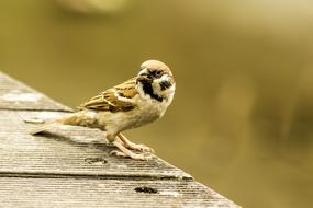 Nature Wildlife Animal