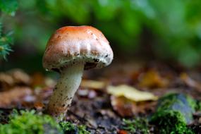 Mushroom Rac Nature