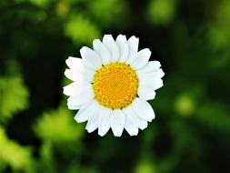 Daisy Flower Macro