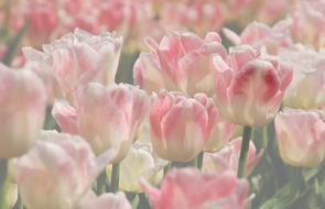 Plant Nature Tulip
