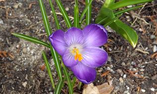 Nature Plant Flower