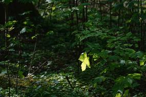 Leaf Wood Tree