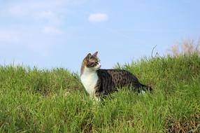 Nature Cat Animals