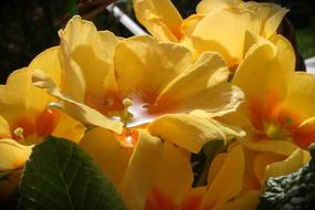 Flower Nature Leaf