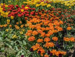 Flower Plant Nature