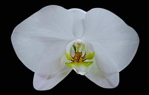 Orchid Flower Flora