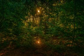 Forest Sun Nature