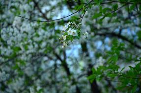 Tree Season Nature