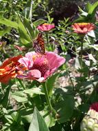 Butterfly Garden