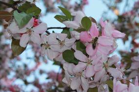 Flower Tree Apple