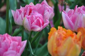 Flower Tulip Plant