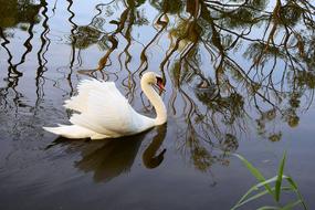 Swan Nature Lake