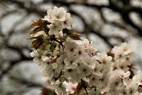 Flower Tree Flora