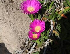 Plant Nature Flower