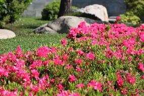 Flower Nature Garden