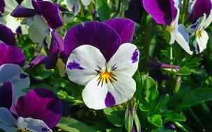 Flower Pansy Garden