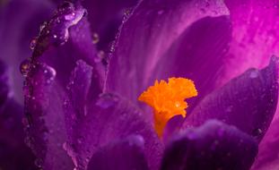 Krokus Flower Rain Drops