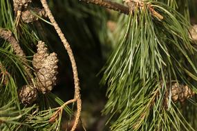 Tree Needle Pine