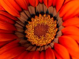 orange flower big gorgeous