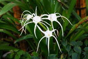 Beach Spider Lily