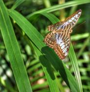 Butterfly Closeup Wildlife