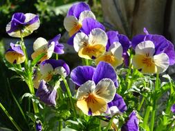400–500 Violet Viola