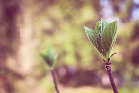 Nature Leaf Flower