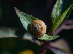 Snail Invertebrate Gastropod