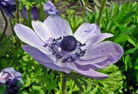 Flower Blue Spring