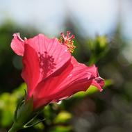 Hybiscus Flower Hibiscus