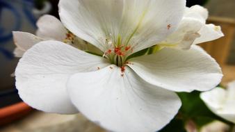 Flower Nature Plant