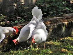 Birds Nature Animals At The Court