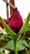 Flower Nature Plant