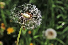 Dandelion Spring Nature