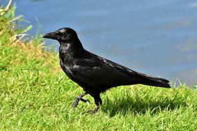 Crow Raven Bird