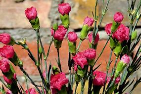 Nature Flower Plant