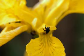 Nature Flower Plant