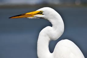 White heron by the lake