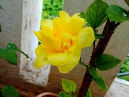 Leaf Flora Flower