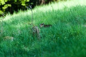Grass Nature Meadow
