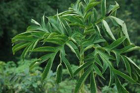 Leaf Flora Nature