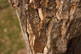 Nature Bark Tree