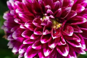 Dahlia Blossom Bloom