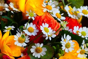 Flower Plant Nature