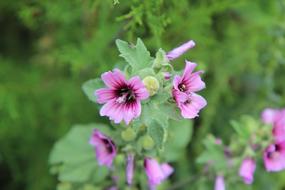 Flower Flowering Wild Flowers