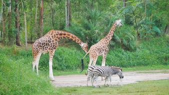 Nature Wildlife Giraffe