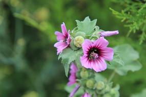 Flowering Wild Flowers macro blur